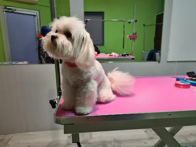 Salon psiej urody "Cynka"